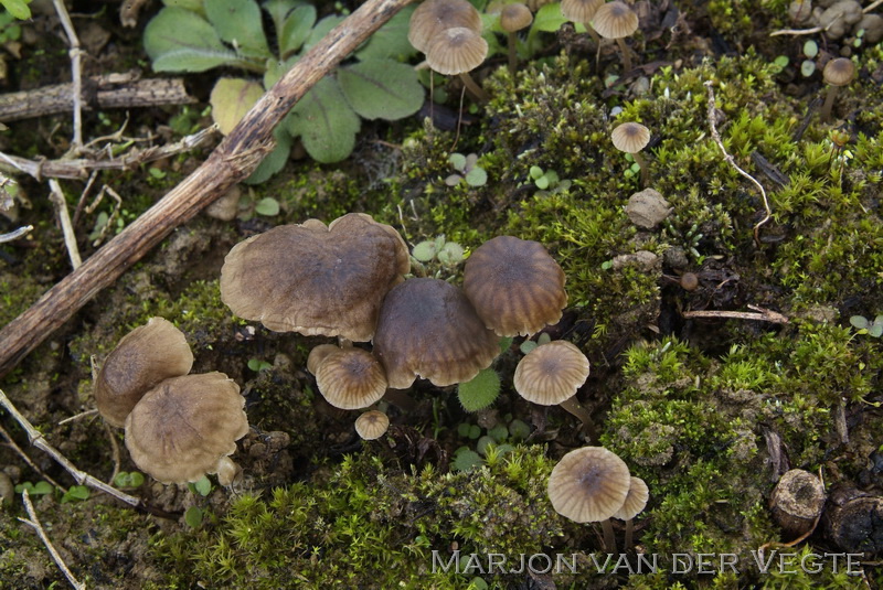 Kleine breedplaatmycena (f. speirea) - Mycena speirea f. speirea